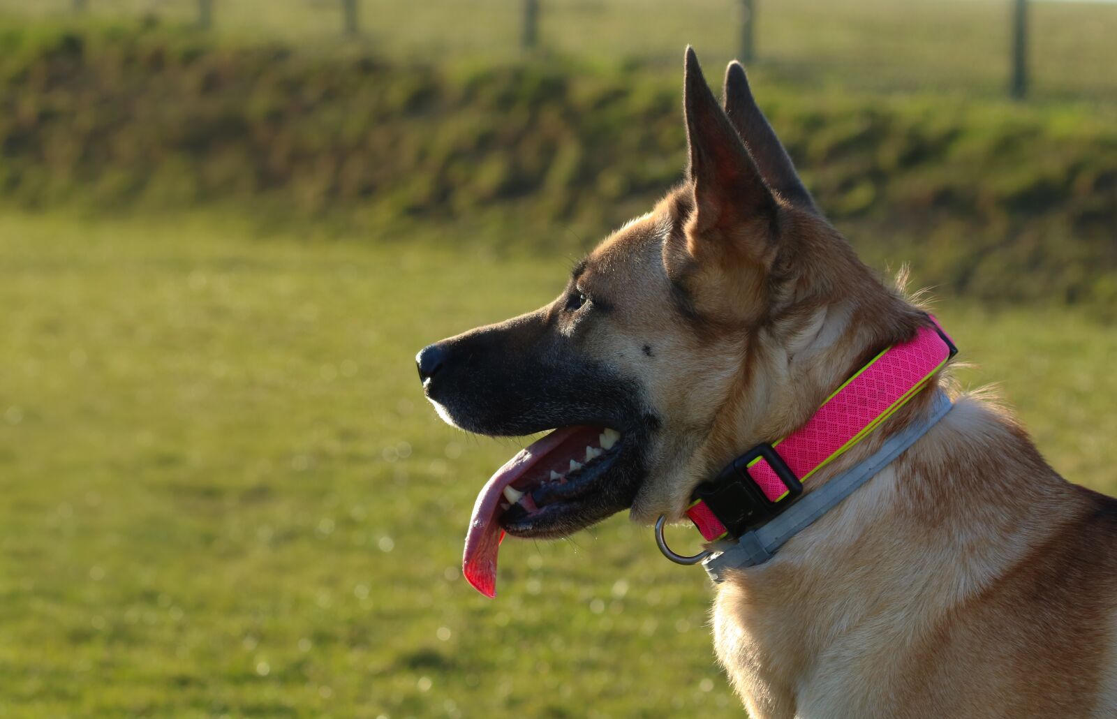 Canon EOS 750D (EOS Rebel T6i / EOS Kiss X8i) sample photo. Dog, profile, animal photography