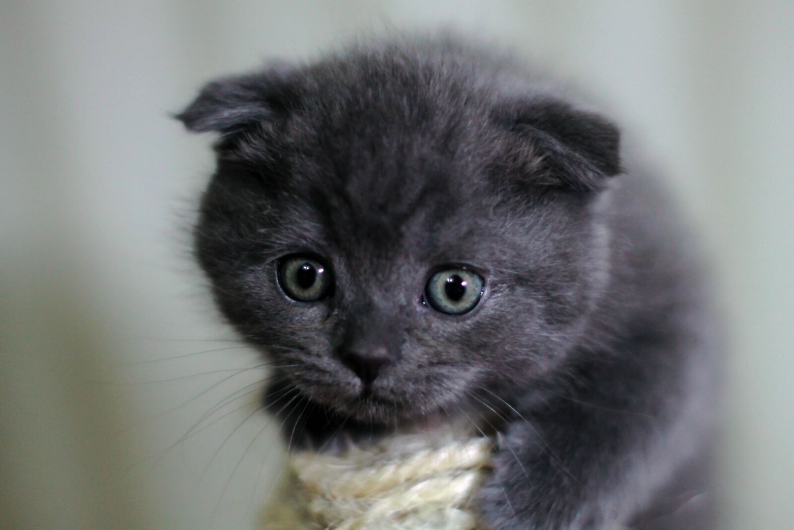 Canon EOS 1100D (EOS Rebel T3 / EOS Kiss X50) sample photo. Kitten, cat, british cat photography