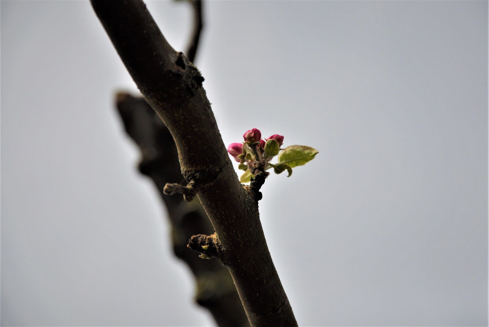 Nikon D90 sample photo. Apflebl te, spring, apple photography