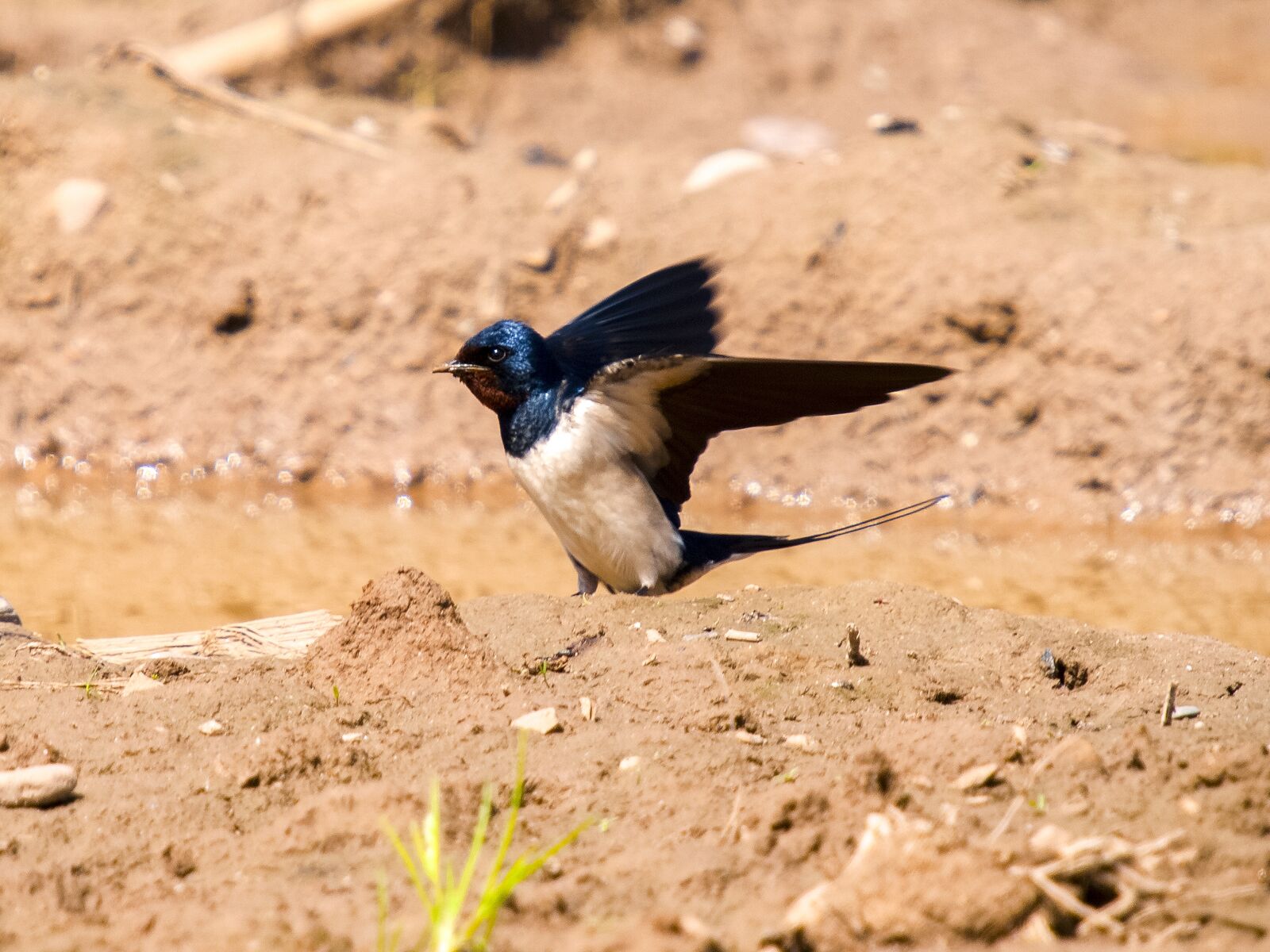 Olympus E-3 sample photo. Martin, schwalbe, bird photography
