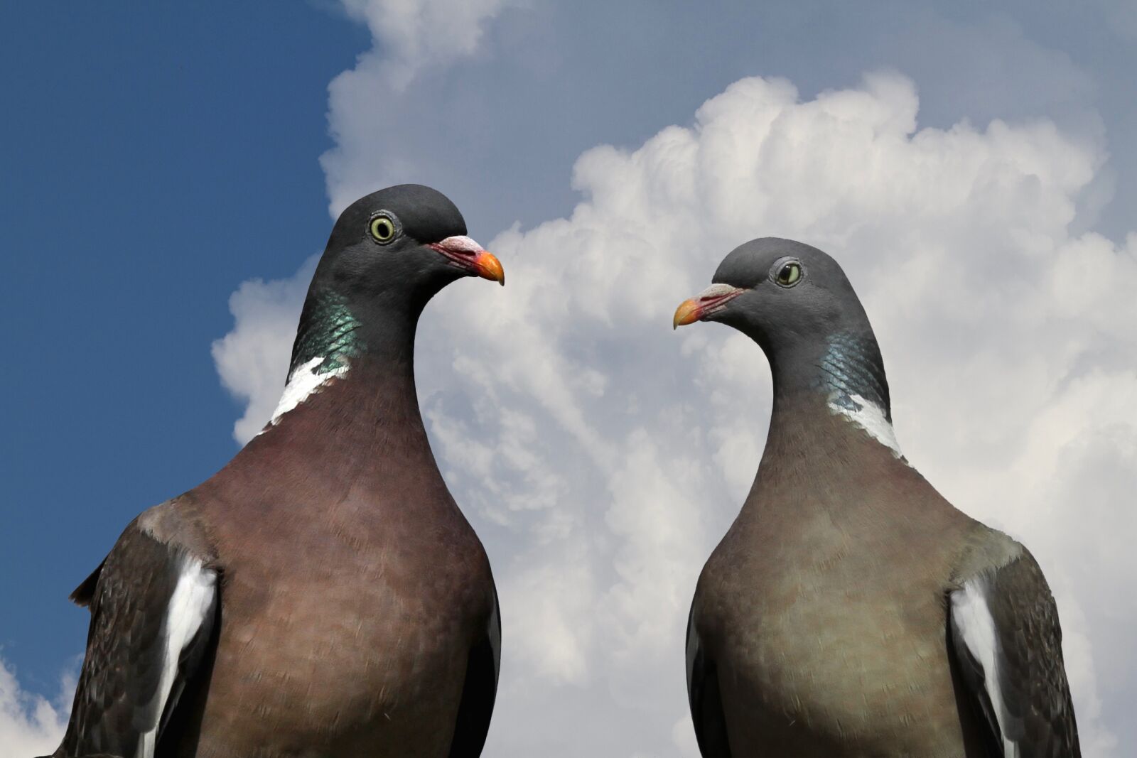 Canon EOS 7D sample photo. Pigeons, pigeon pair, ringdove photography