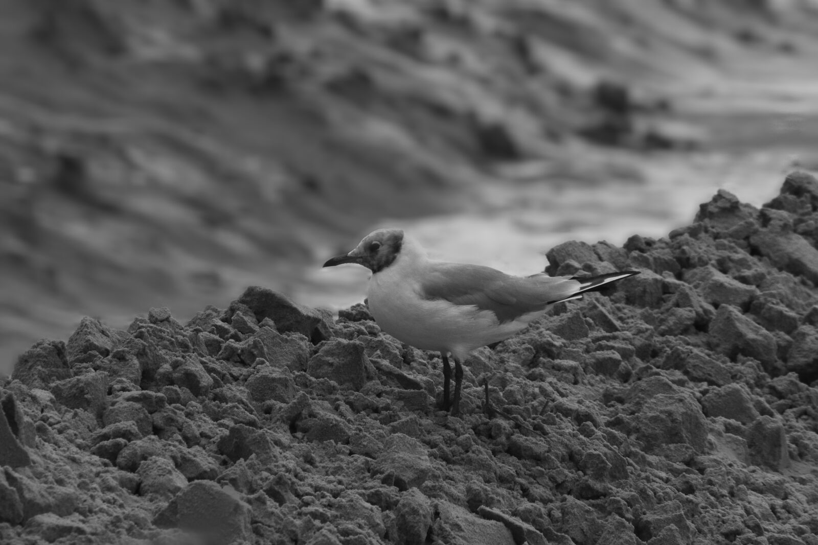 Canon EOS 70D sample photo. Animal, bird, nature photography