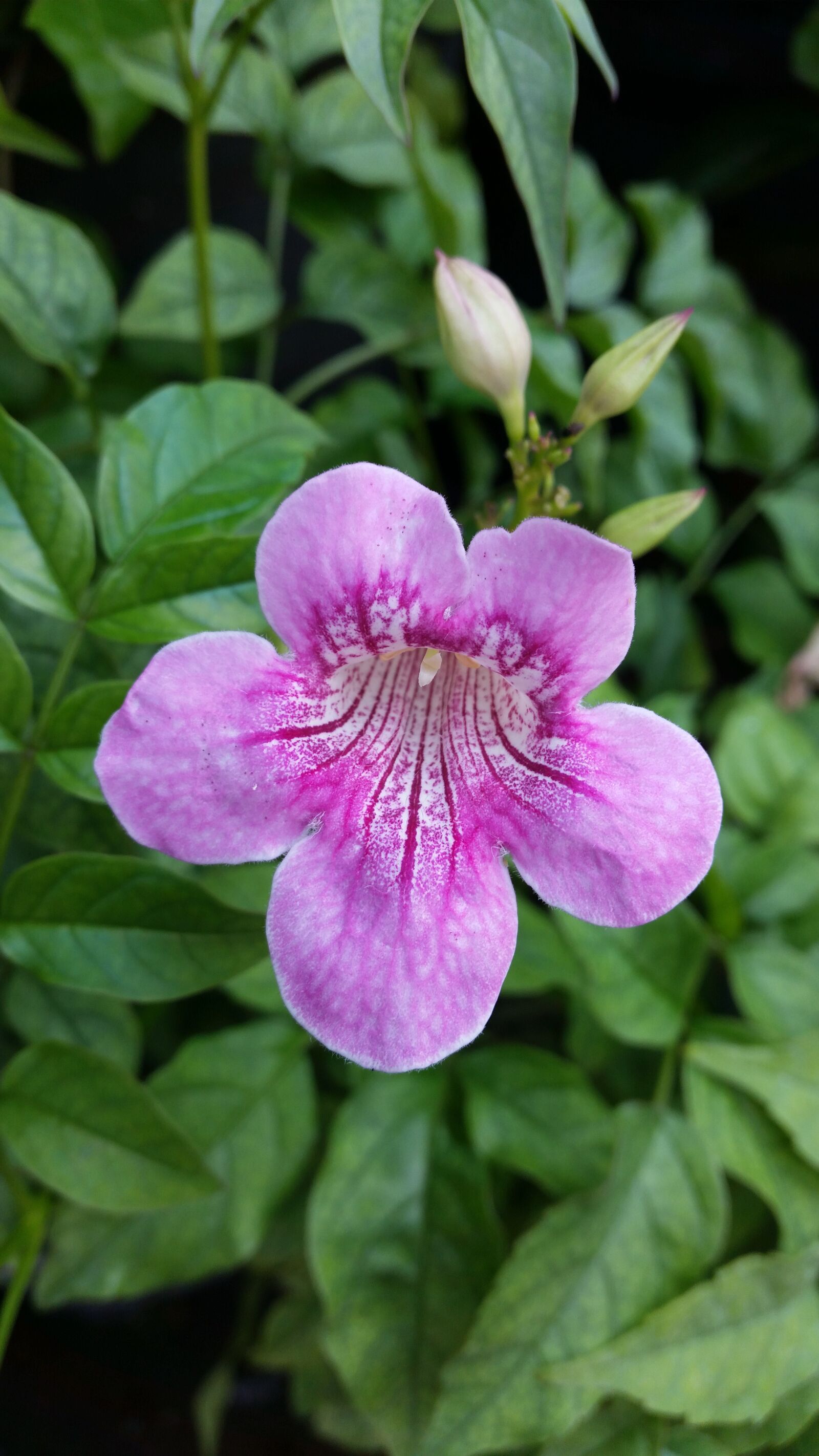 Samsung Galaxy S5 sample photo. Flower, flowers, the pink photography