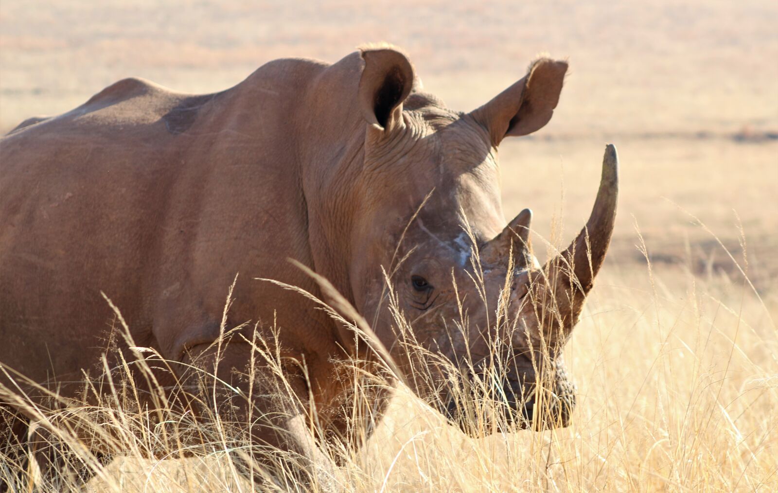 Canon EF75-300mm f/4-5.6 sample photo. Rhino, big 5, rhinoceros photography