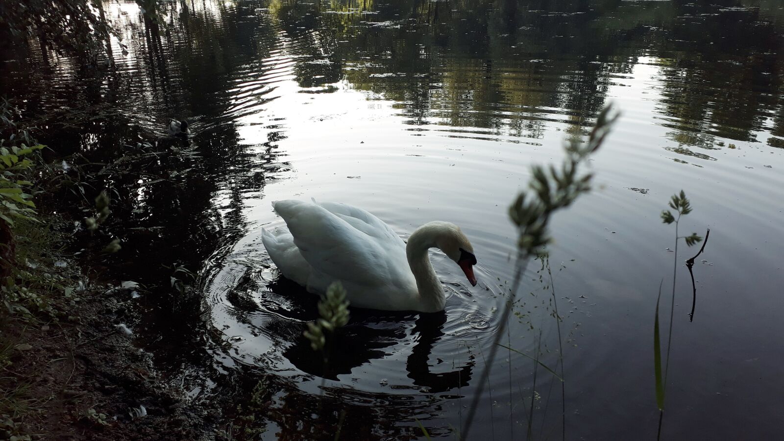 Samsung Galaxy A3(2017) sample photo. Goose, water, bird photography