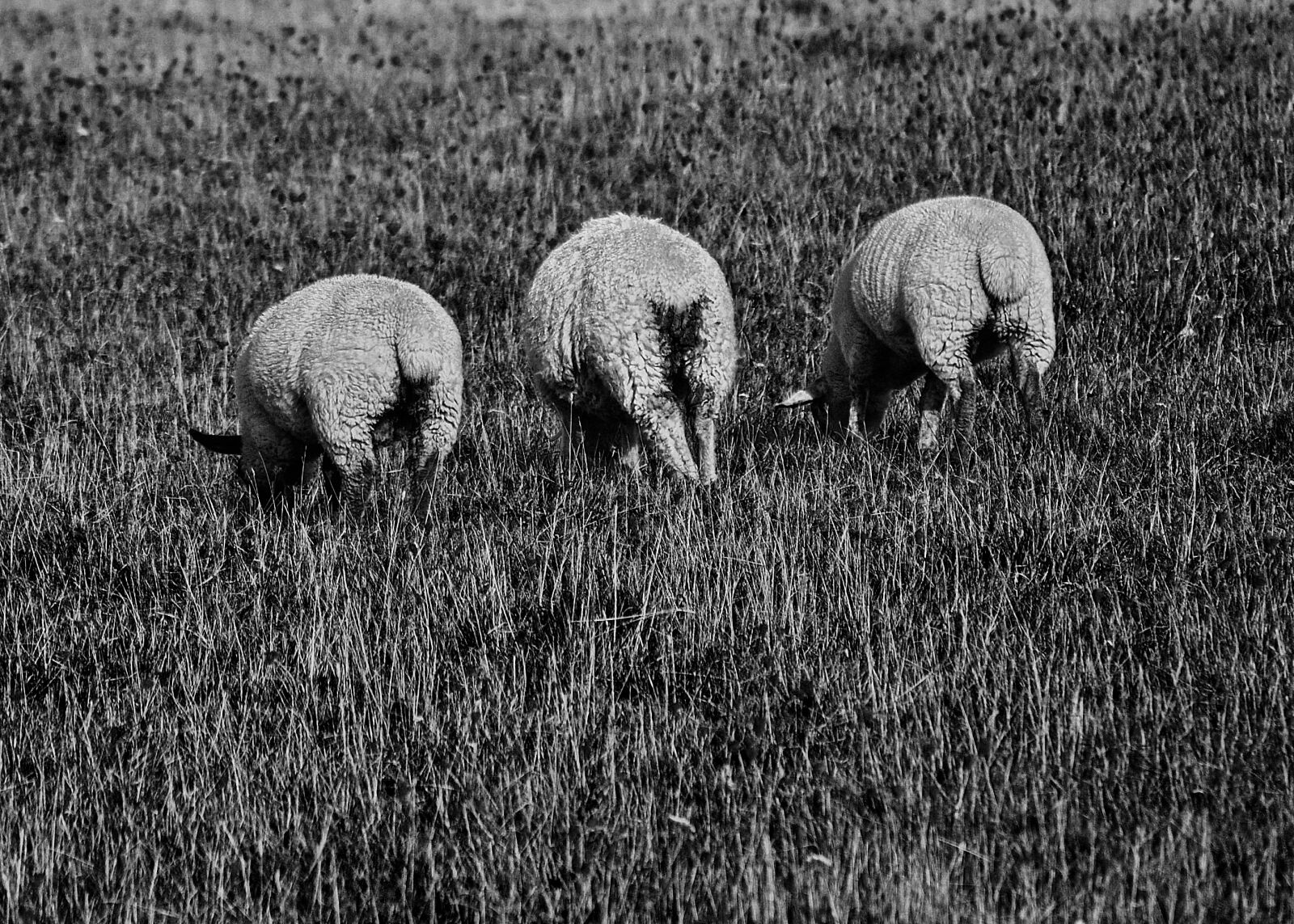 Nikon D3000 sample photo. Sheep, backside, black photography