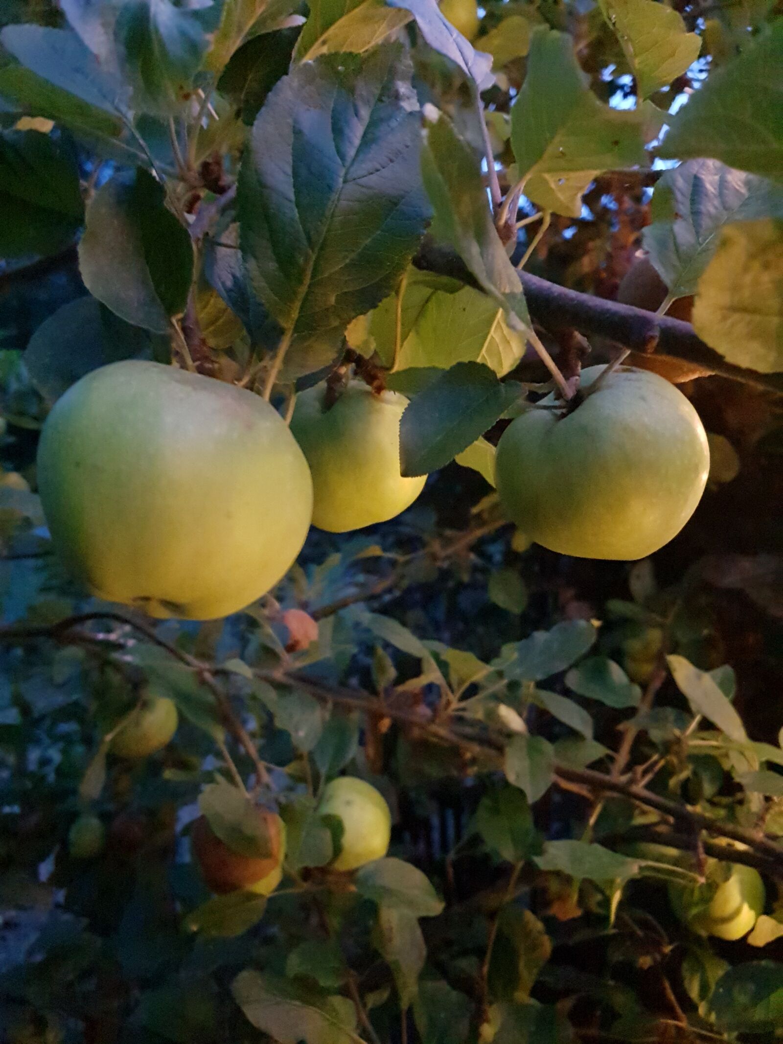 Samsung Galaxy S10 sample photo. Apple, tree, green photography