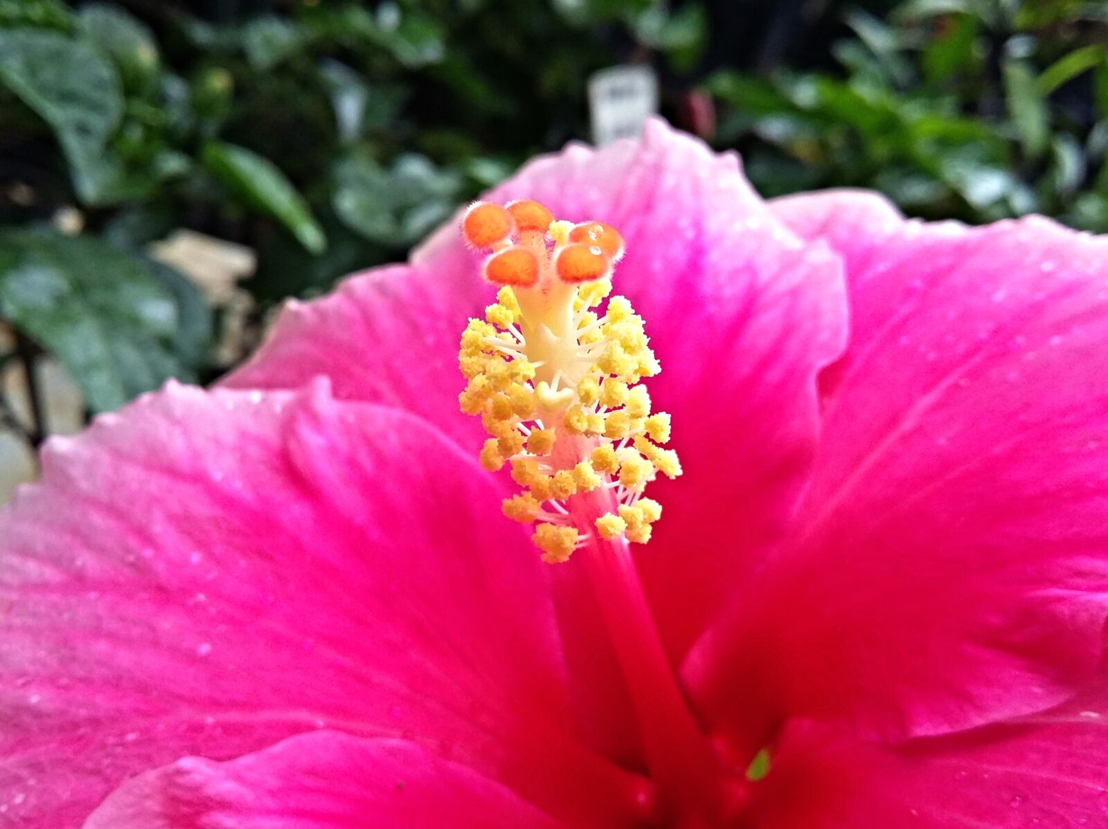 Samsung Galaxy Grand Prime sample photo. Hibiscus, flower, nature photography
