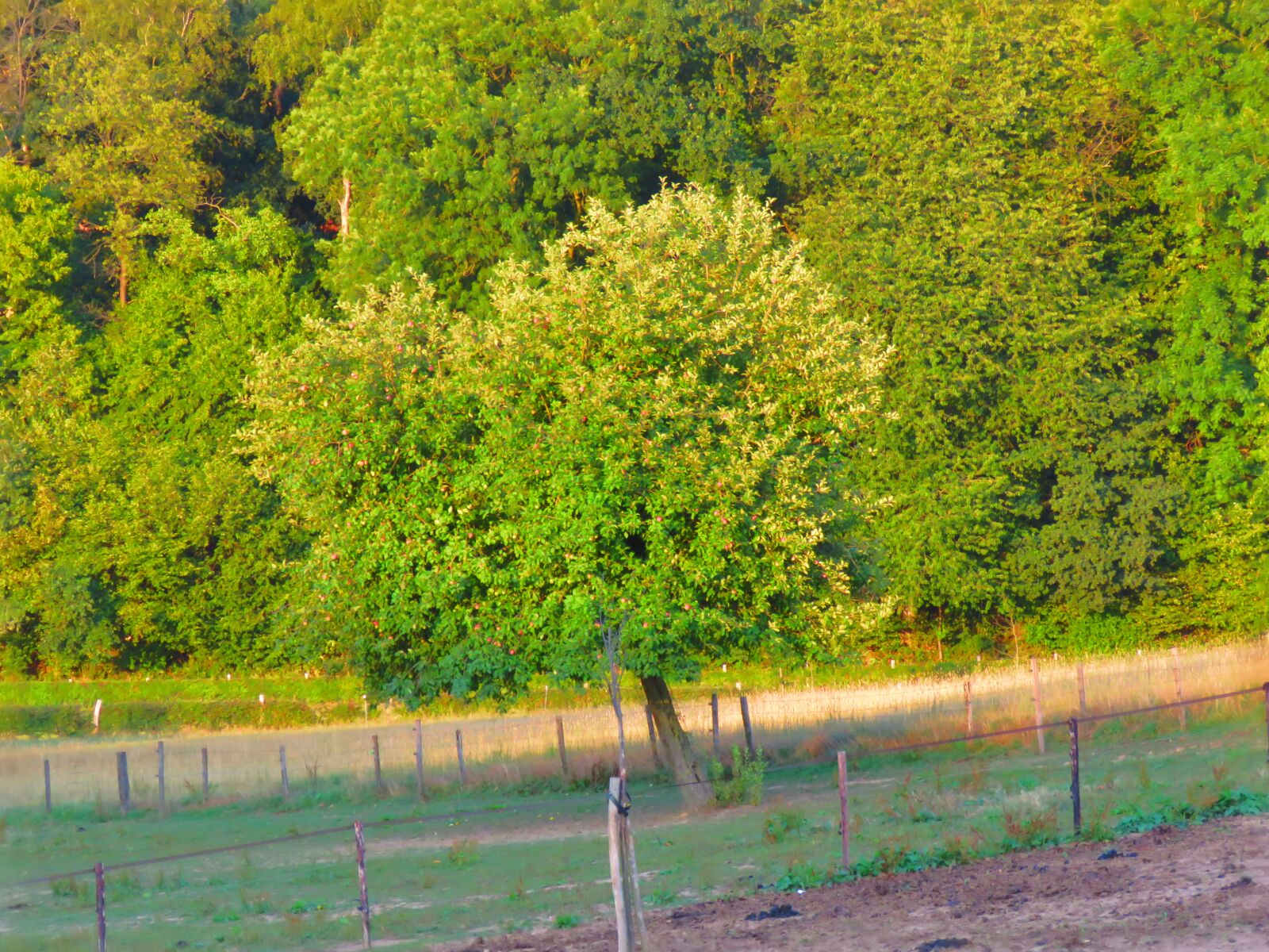 Canon PowerShot SX60 HS sample photo. Tree, wood, nature photography