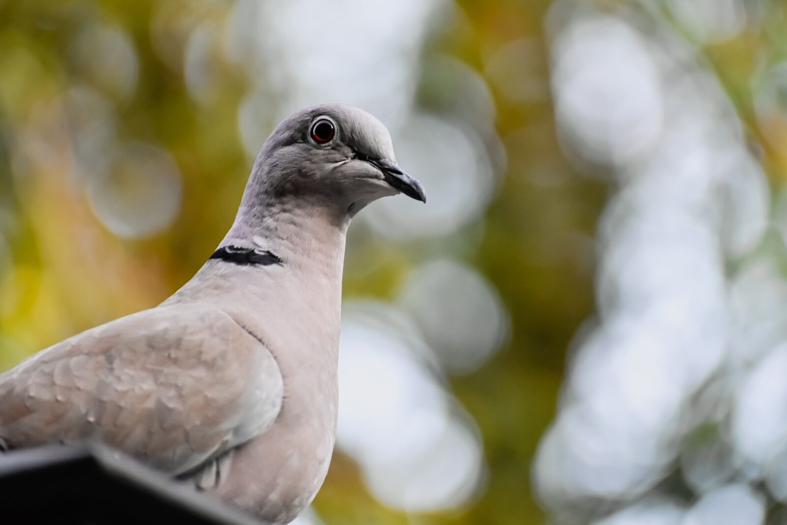 Nikon D7200 sample photo. Collared, dove, bird photography