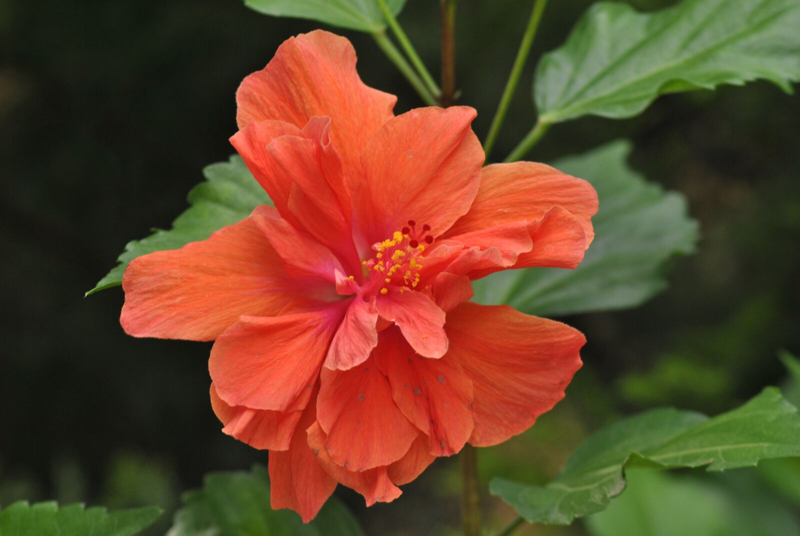 Nikon D3000 sample photo. Tulip orange, flower, orange photography