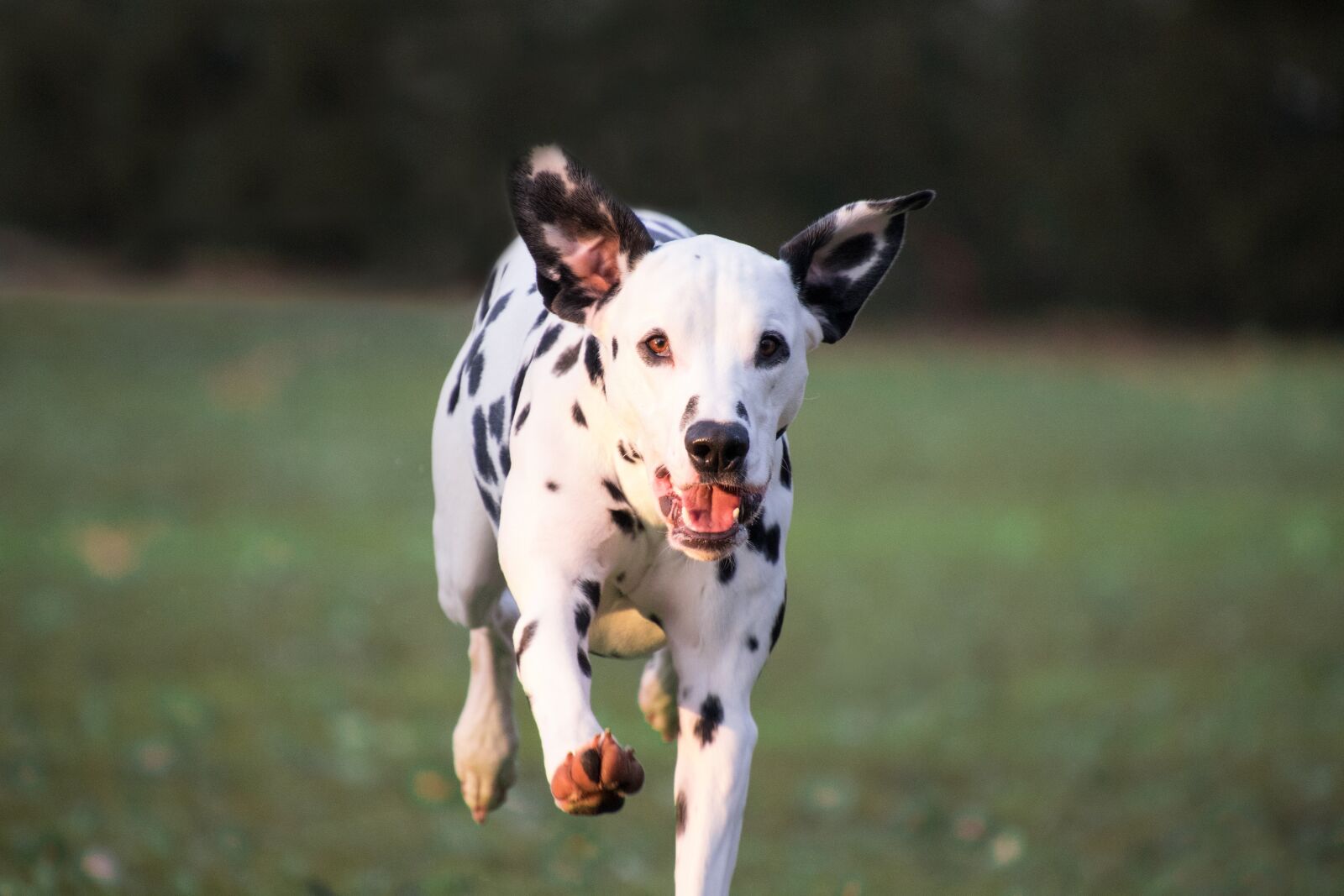Nikon D3300 sample photo. Dog, mammal, animal photography