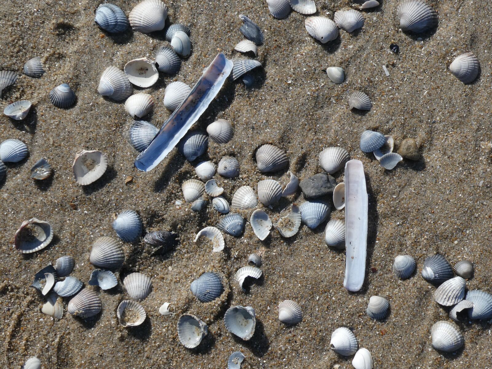 Panasonic DC-TZ91 sample photo. Mussels, beach, sea photography
