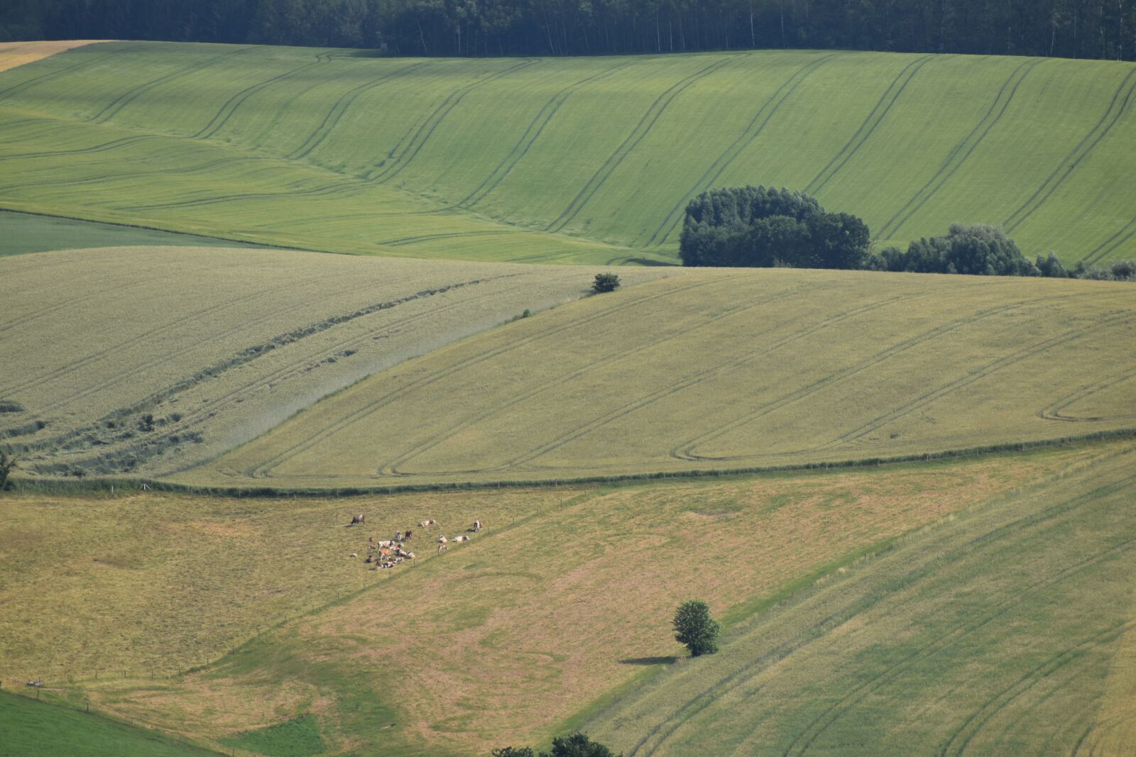 Nikon D3500 sample photo. Nature, green, landscape photography