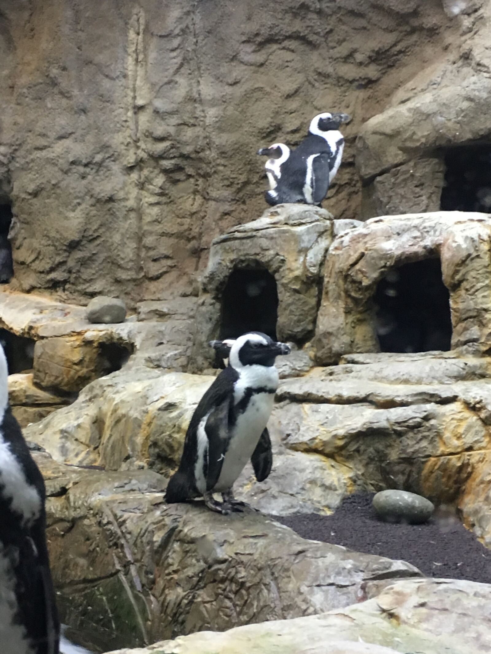 Apple iPhone 6s sample photo. Penguin, penguins, bird photography