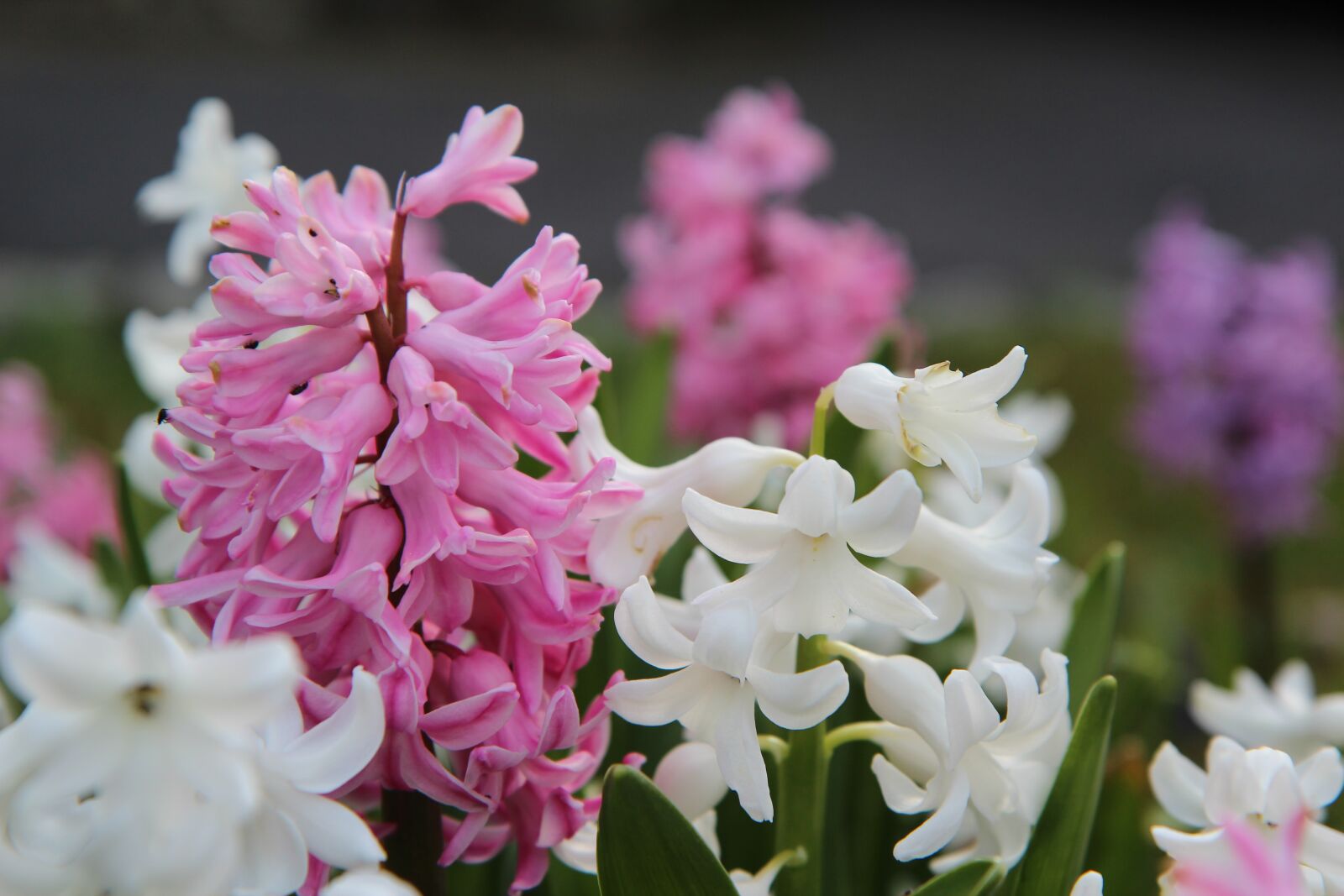 Canon EOS 600D (Rebel EOS T3i / EOS Kiss X5) sample photo. Hyacinth, hyacinth pink, flowering photography