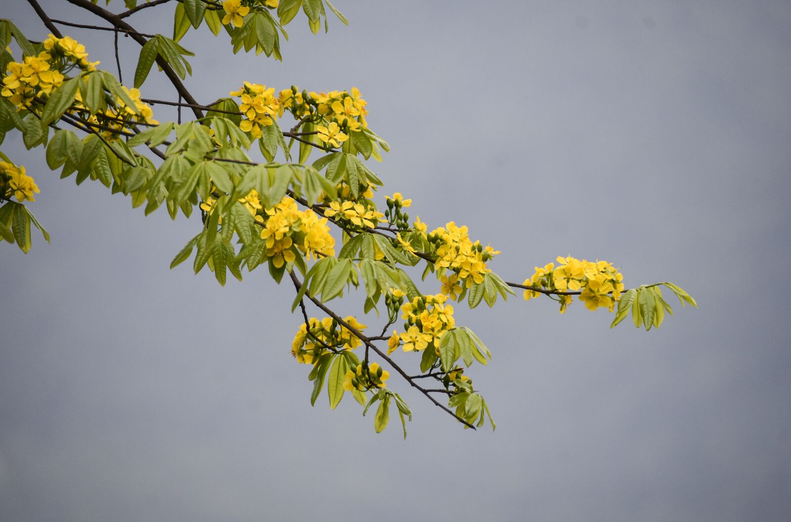 Nikon D7200 sample photo. Yellow apricot blossom, yellow photography