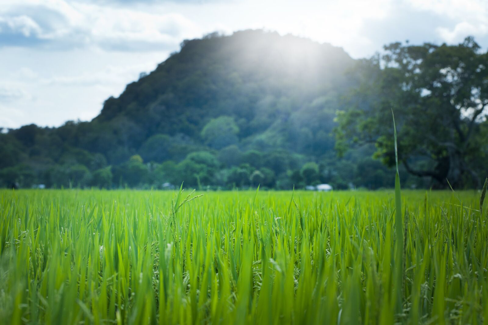 Nikon D700 sample photo. Green, leaves, sun photography