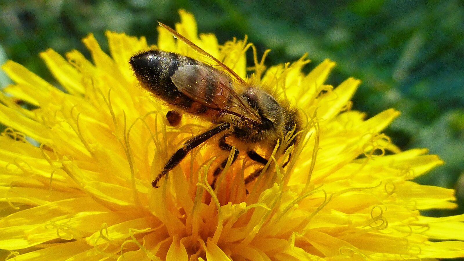 Panasonic Lumix DMC-ZS25 (Lumix DMC-TZ35) sample photo. Nature, flower, insect photography