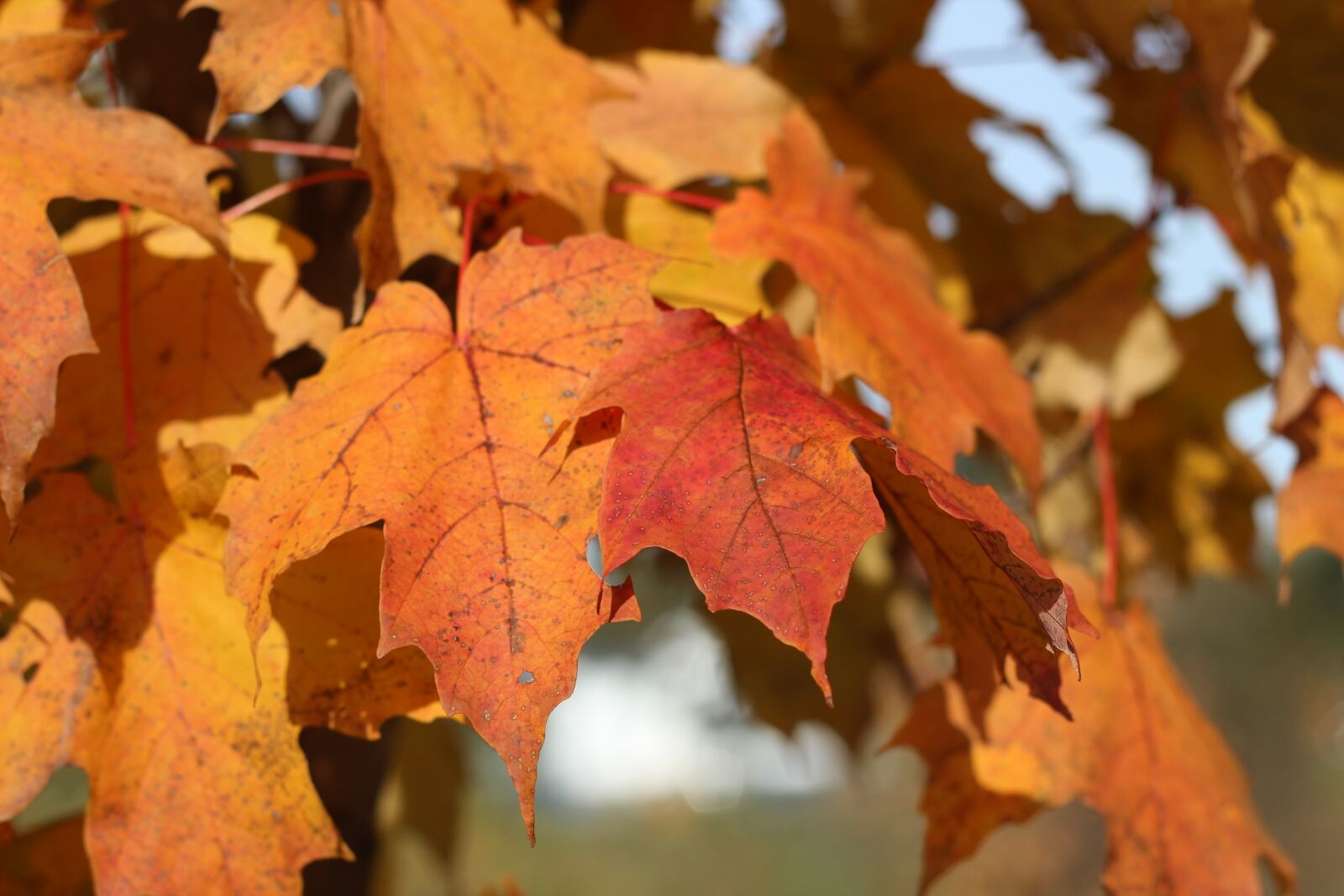 Canon EOS 600D (Rebel EOS T3i / EOS Kiss X5) + Canon EF 50mm F1.8 II sample photo. Leaves, fall, tree photography