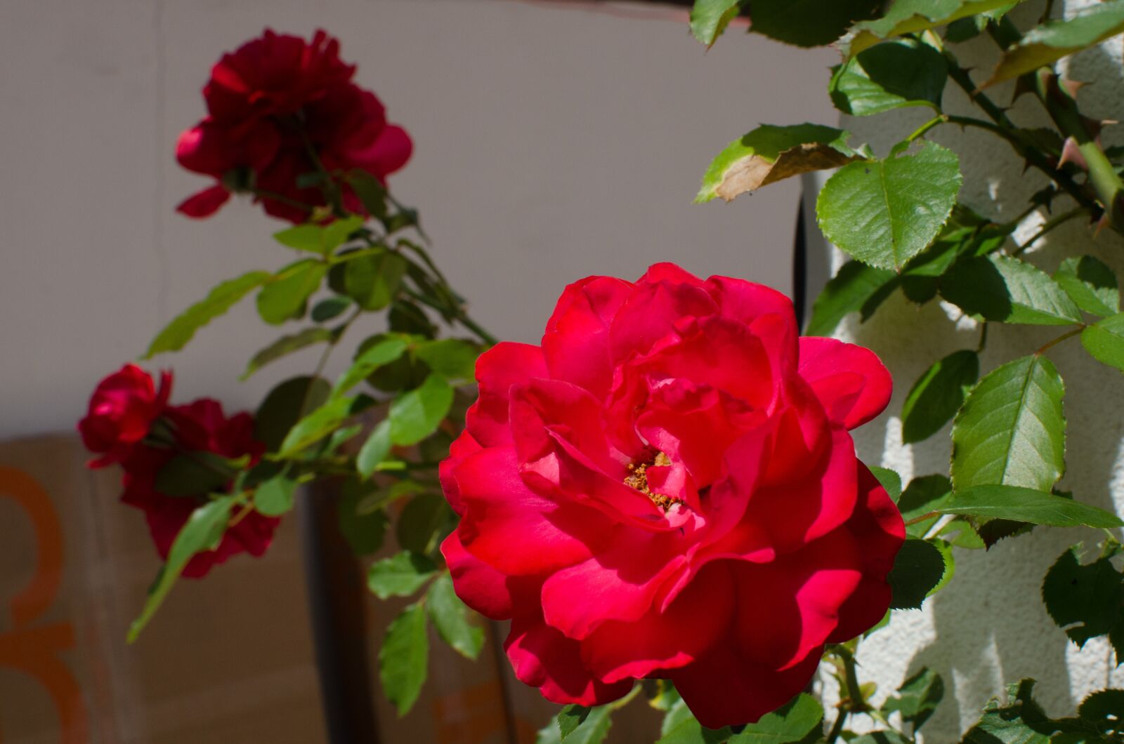 Nikon D5100 sample photo. Flowers, garden, nature photography