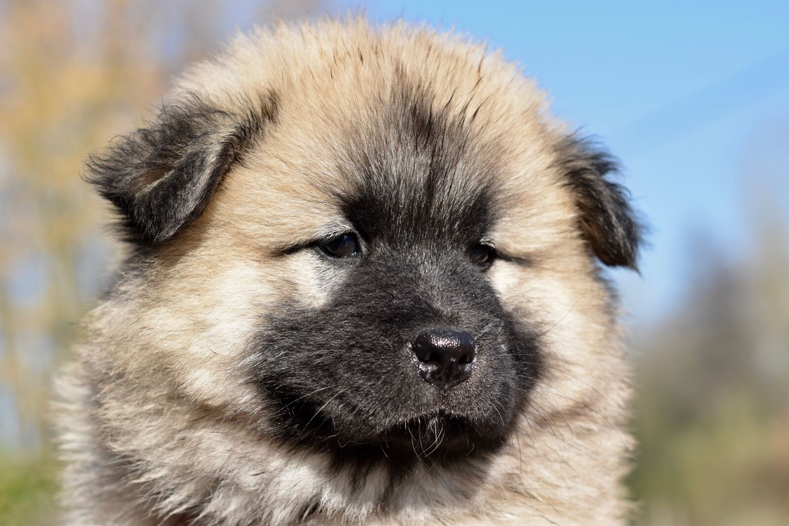 Nikon D5600 sample photo. Dog, dog eurasier pongo photography