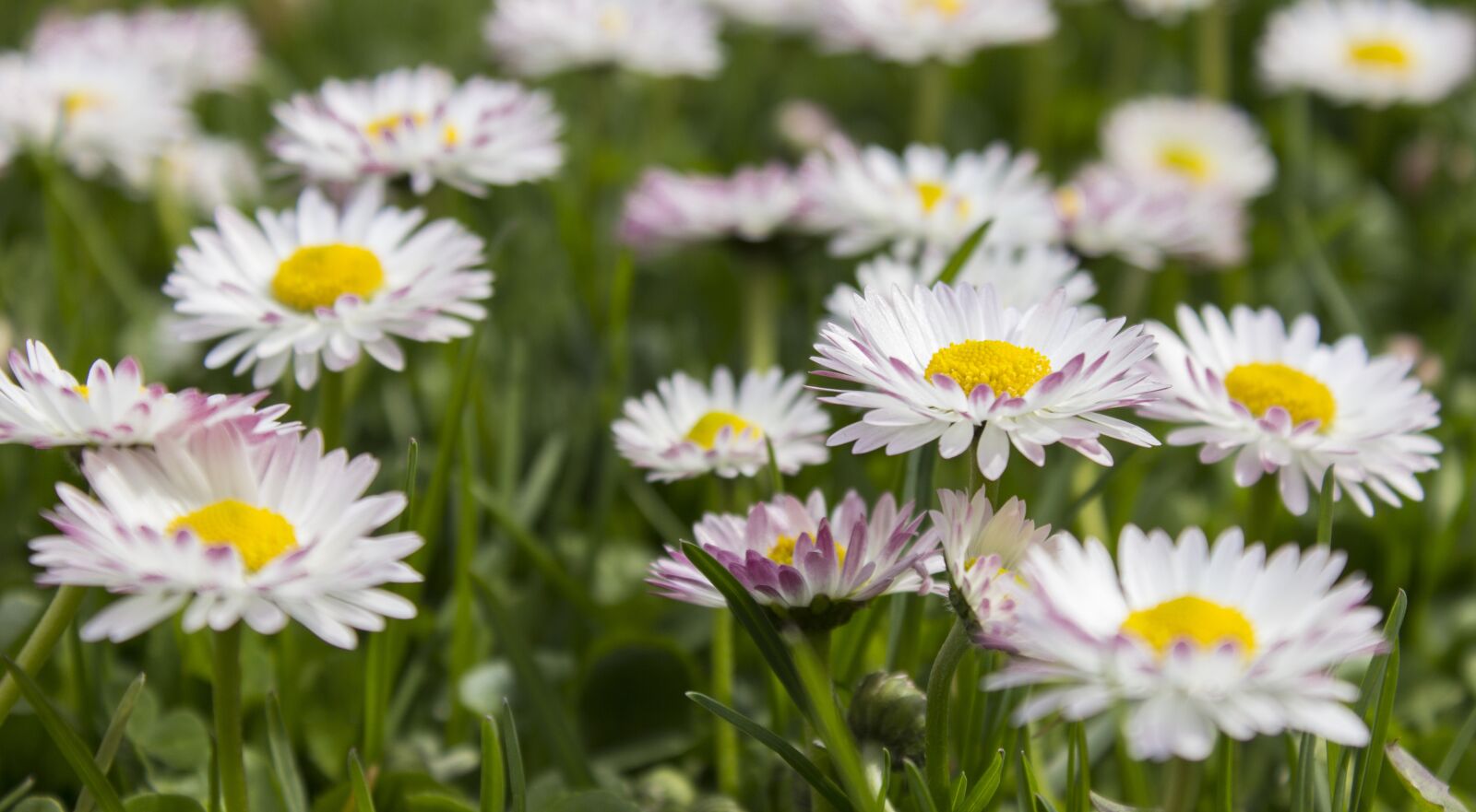 Canon EOS 60D sample photo. Daisy, grass, simple photography