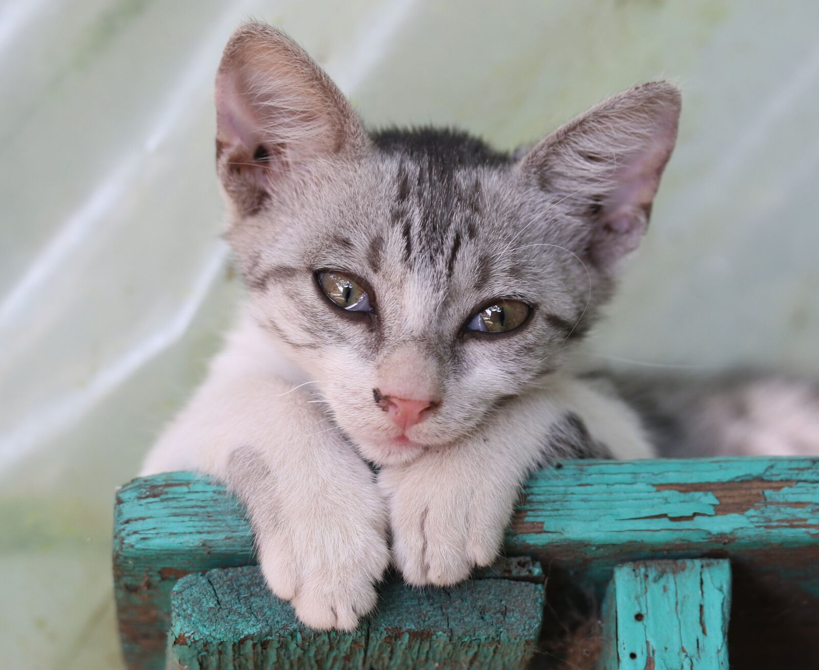 Canon EOS 7D Mark II sample photo. Cat, pet, small photography