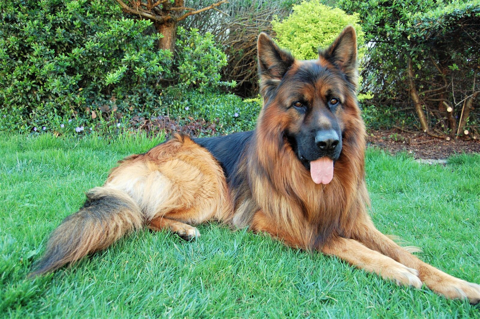 Nikon D40 sample photo. Shepherd dog long-haired, dog photography