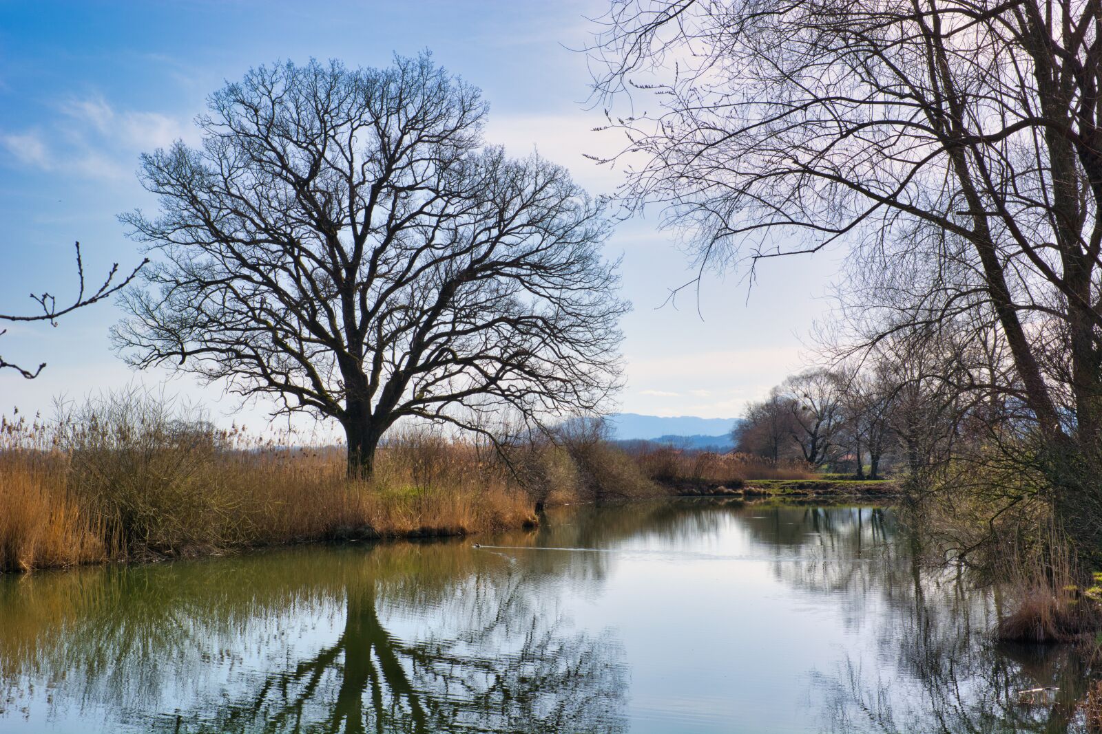 Nikon D7100 sample photo. Waters, tree, silhouette photography