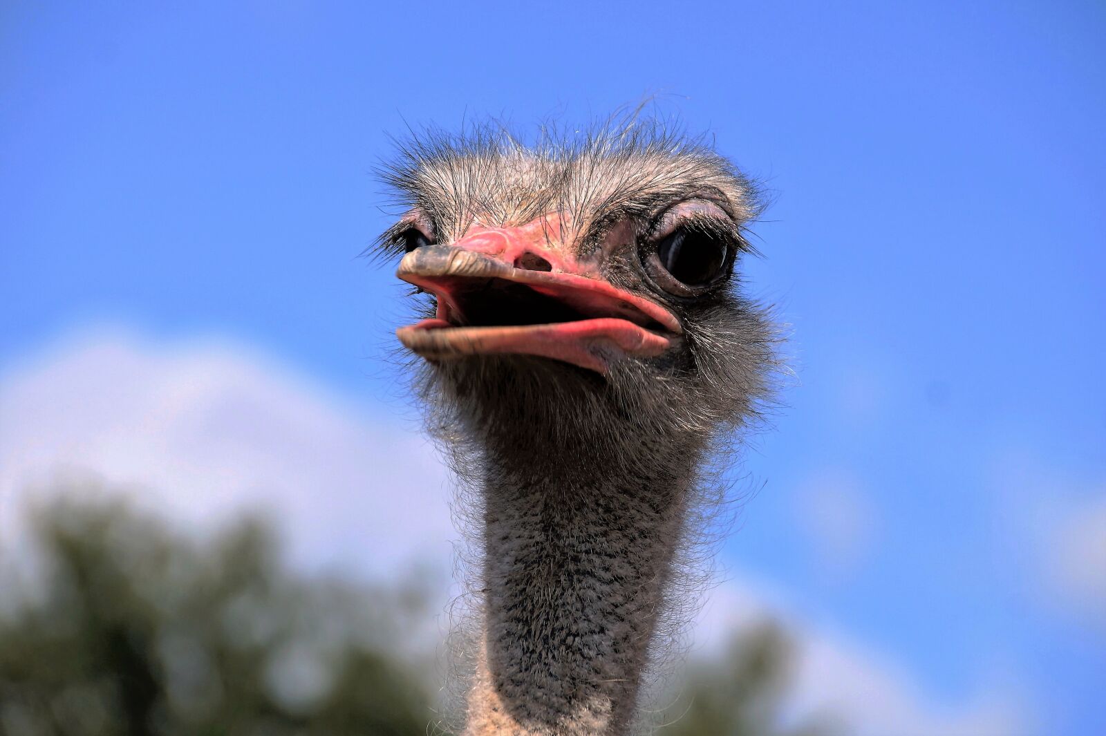 Sony SLT-A58 sample photo. The ostrich, head, grimace photography