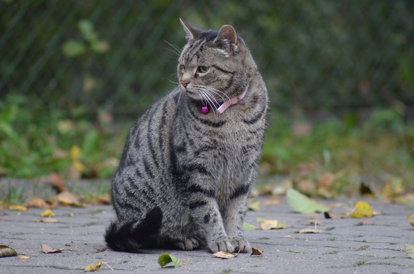 Nikon D5100 sample photo. Animal, cat, kitten photography