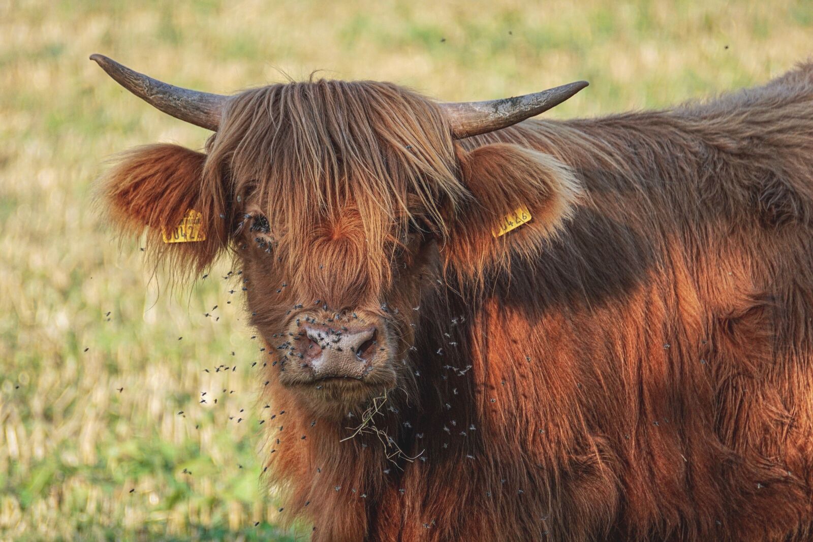 Sony DT 55-300mm F4.5-5.6 SAM sample photo. Beef, highlands, cow photography