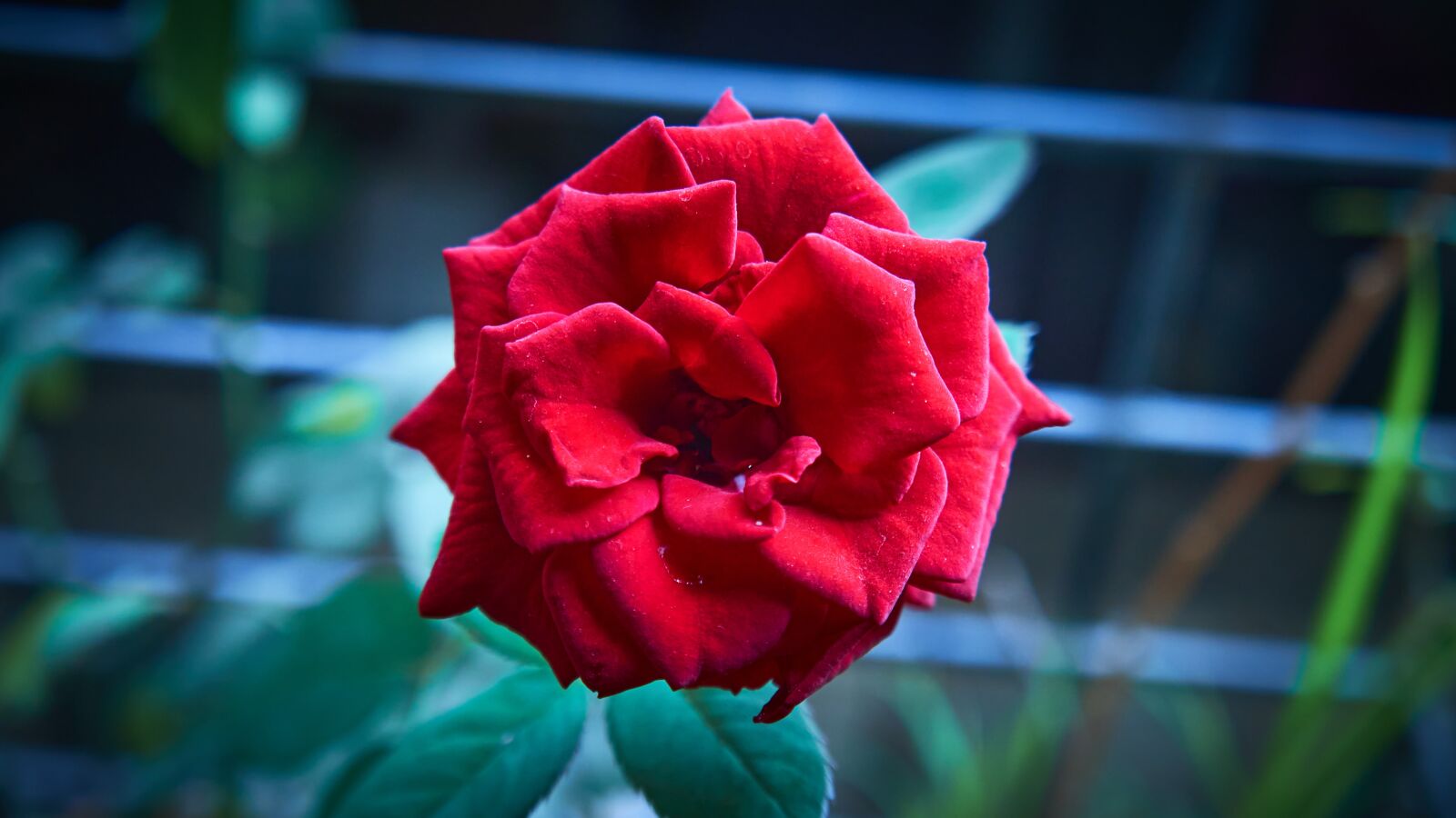 Sony E 18-55mm F3.5-5.6 OSS sample photo. Rose, flower, love photography