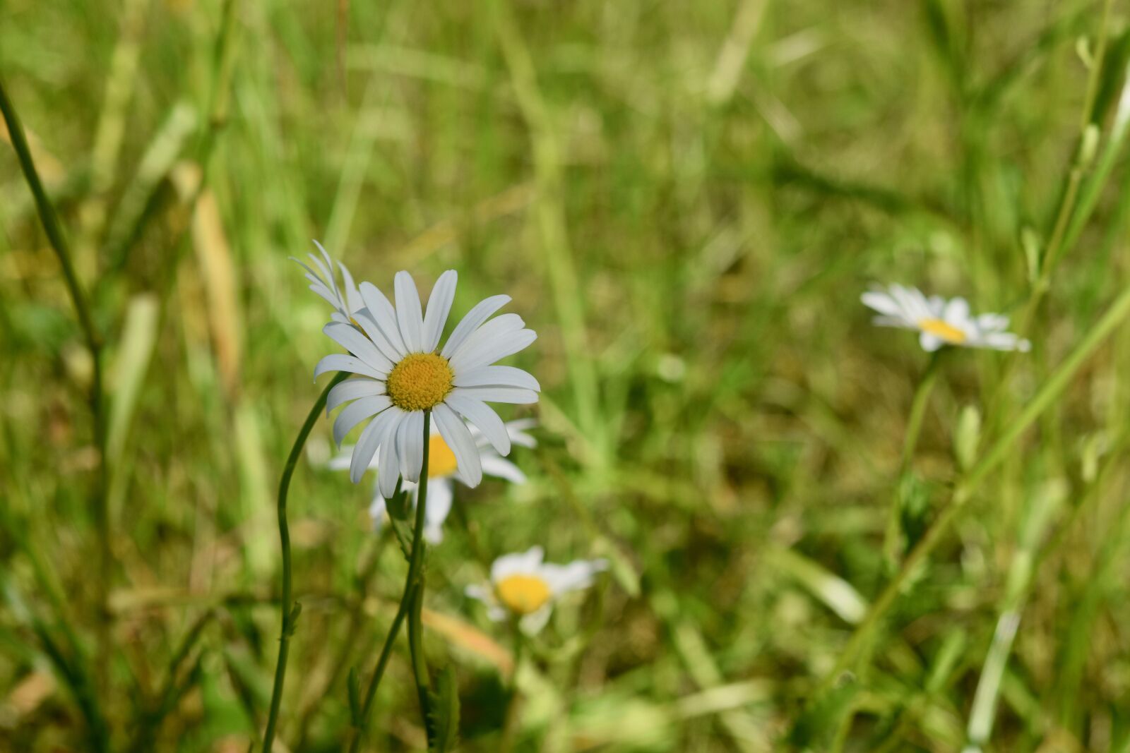 Nikon D5600 sample photo. Flower, marguerite, natural plant photography