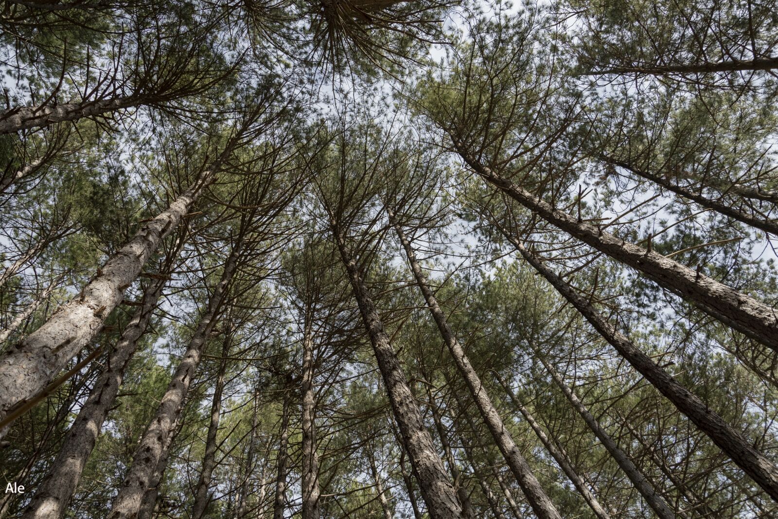 Nikon D7500 sample photo. Trees, pini, conifers photography