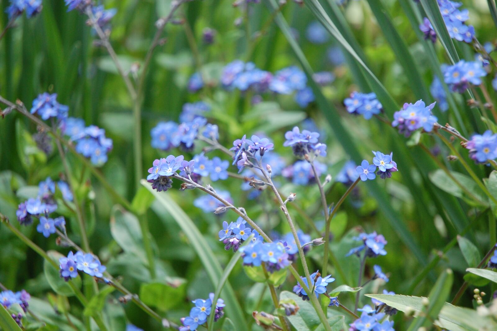 Nikon D40 sample photo. Forget-me-not, nature, bloom photography