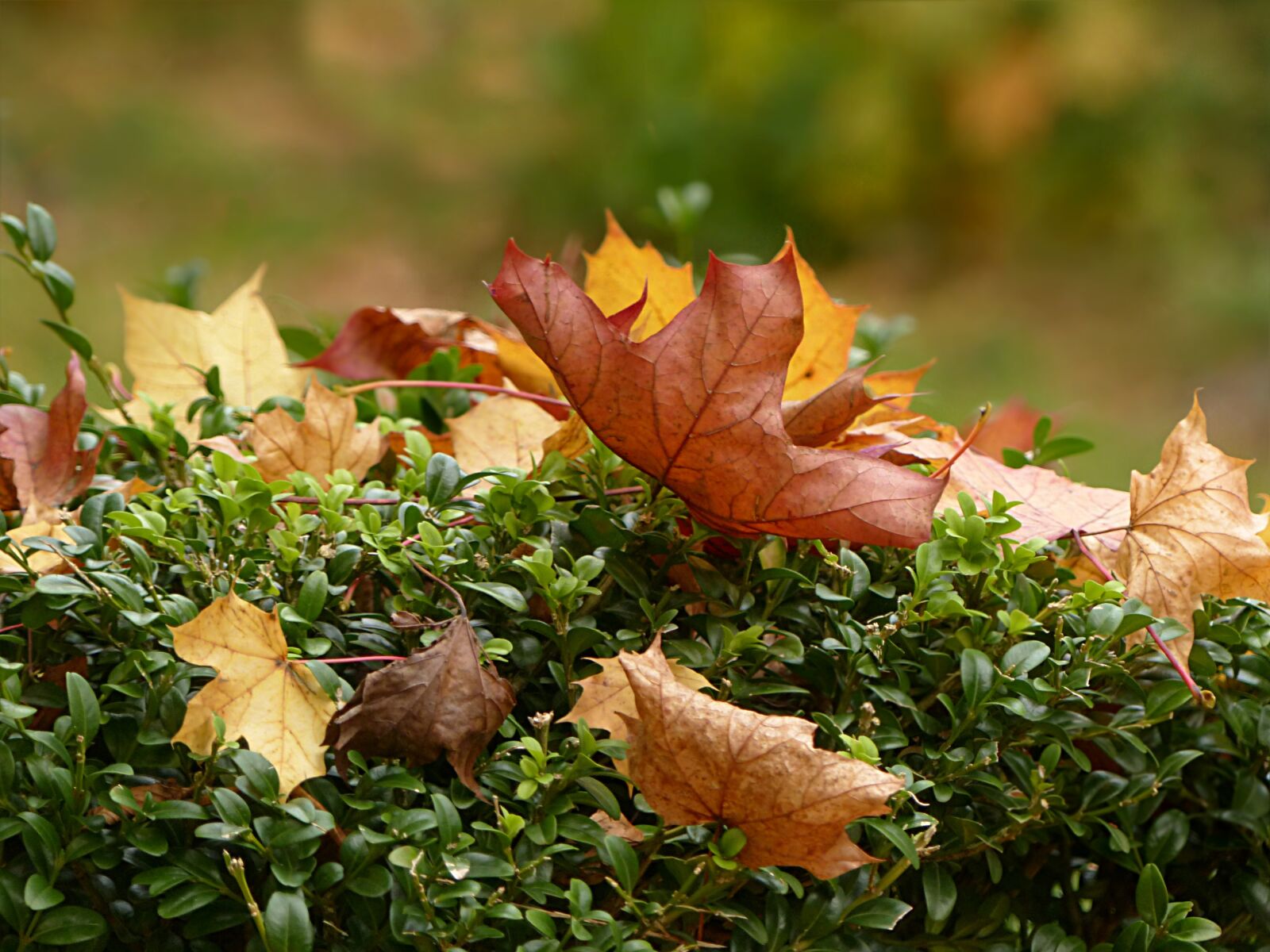Panasonic Lumix DMC-FZ200 sample photo. Nature, season, autumn photography