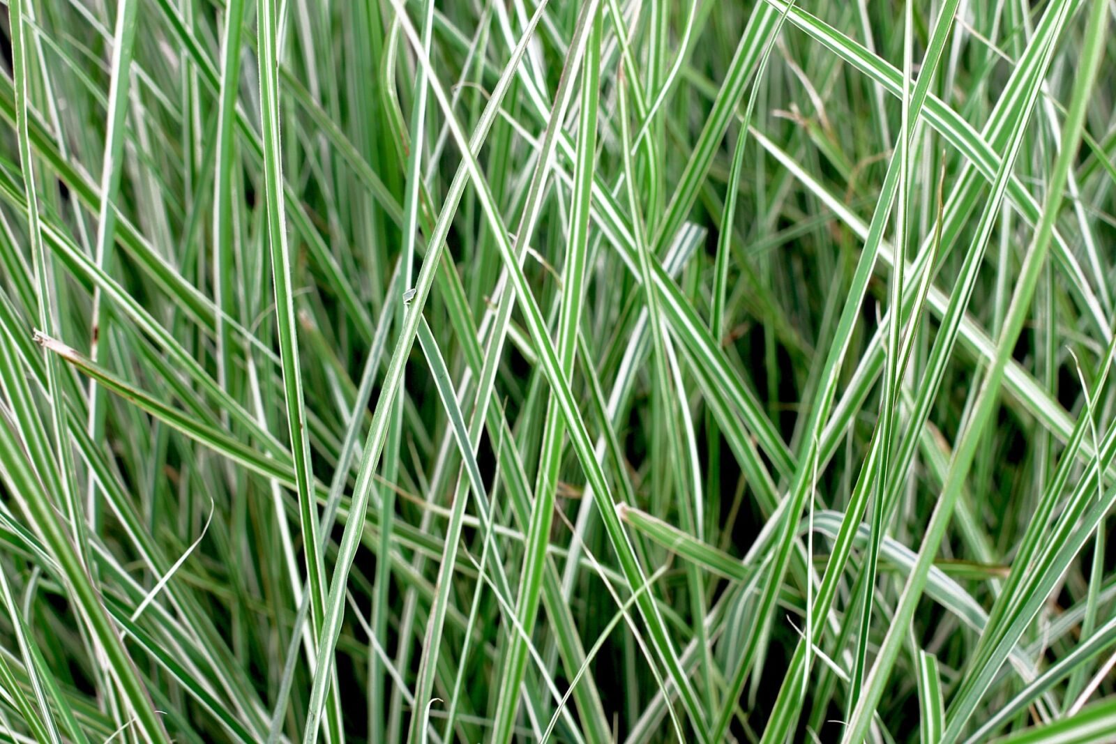 Canon EOS 650D (EOS Rebel T4i / EOS Kiss X6i) sample photo. Abstract, background, grass photography