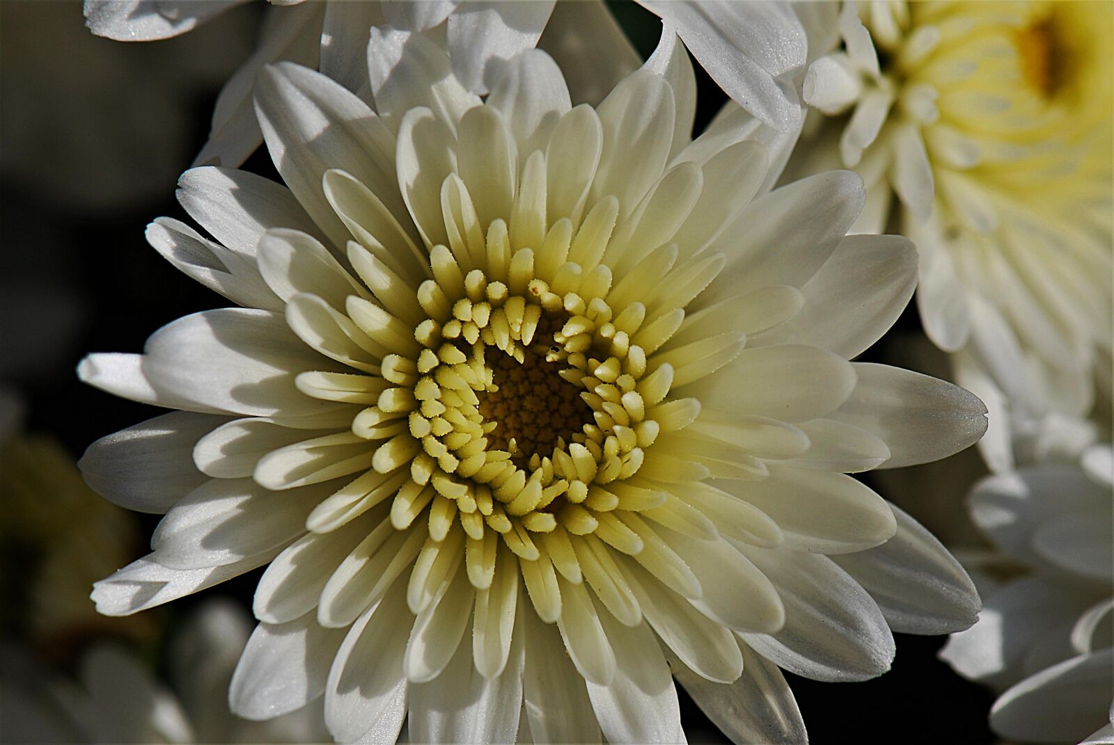 Nikon D80 sample photo. Blossom, bloom, chrysanthemum photography