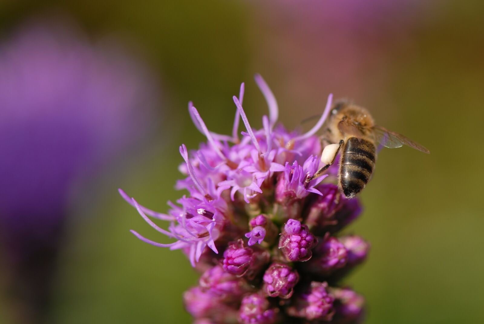 Nikon D200 sample photo. Flower violet, bee, close photography