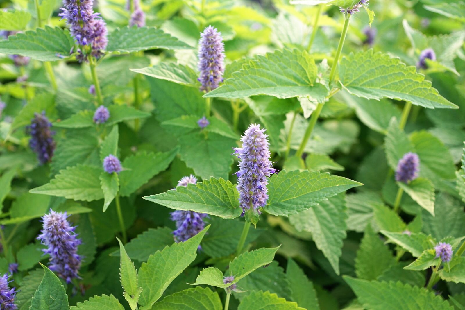 Sony ILCA-77M2 + Sony DT 16-50mm F2.8 SSM sample photo. Mint, herb, healthy photography