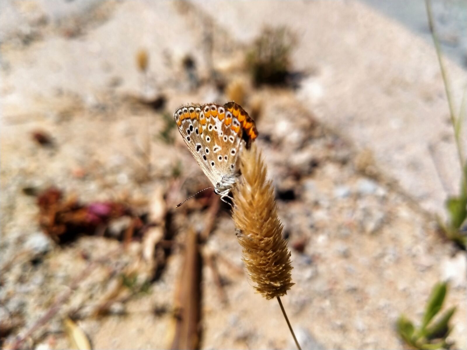 OPPO A5 2020 sample photo. Butterfly, beautiful, left view photography
