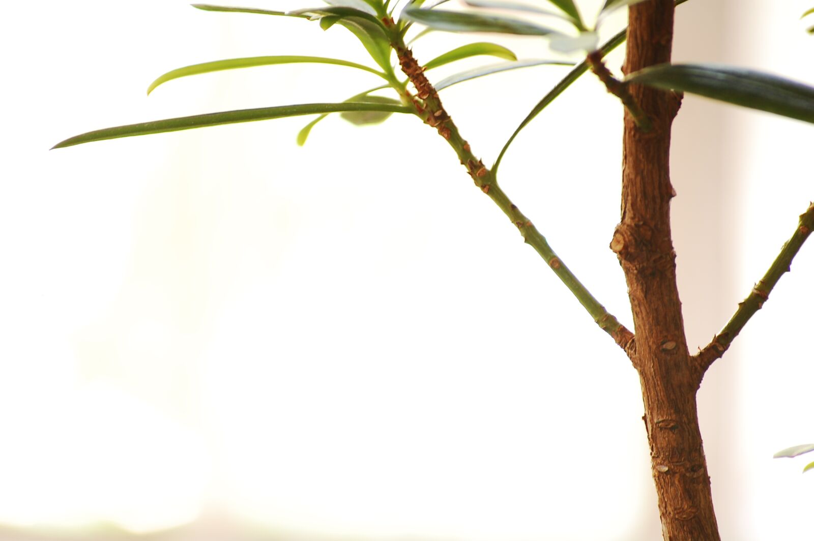 Nikon D40 sample photo. Plant, branch, podocarpus photography