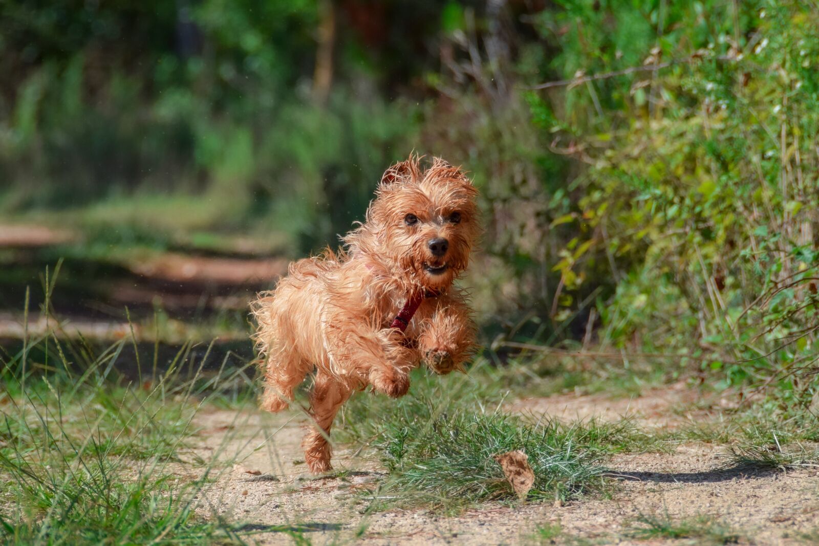 Nikon D5300 sample photo. Dog, puppy, yorkie photography