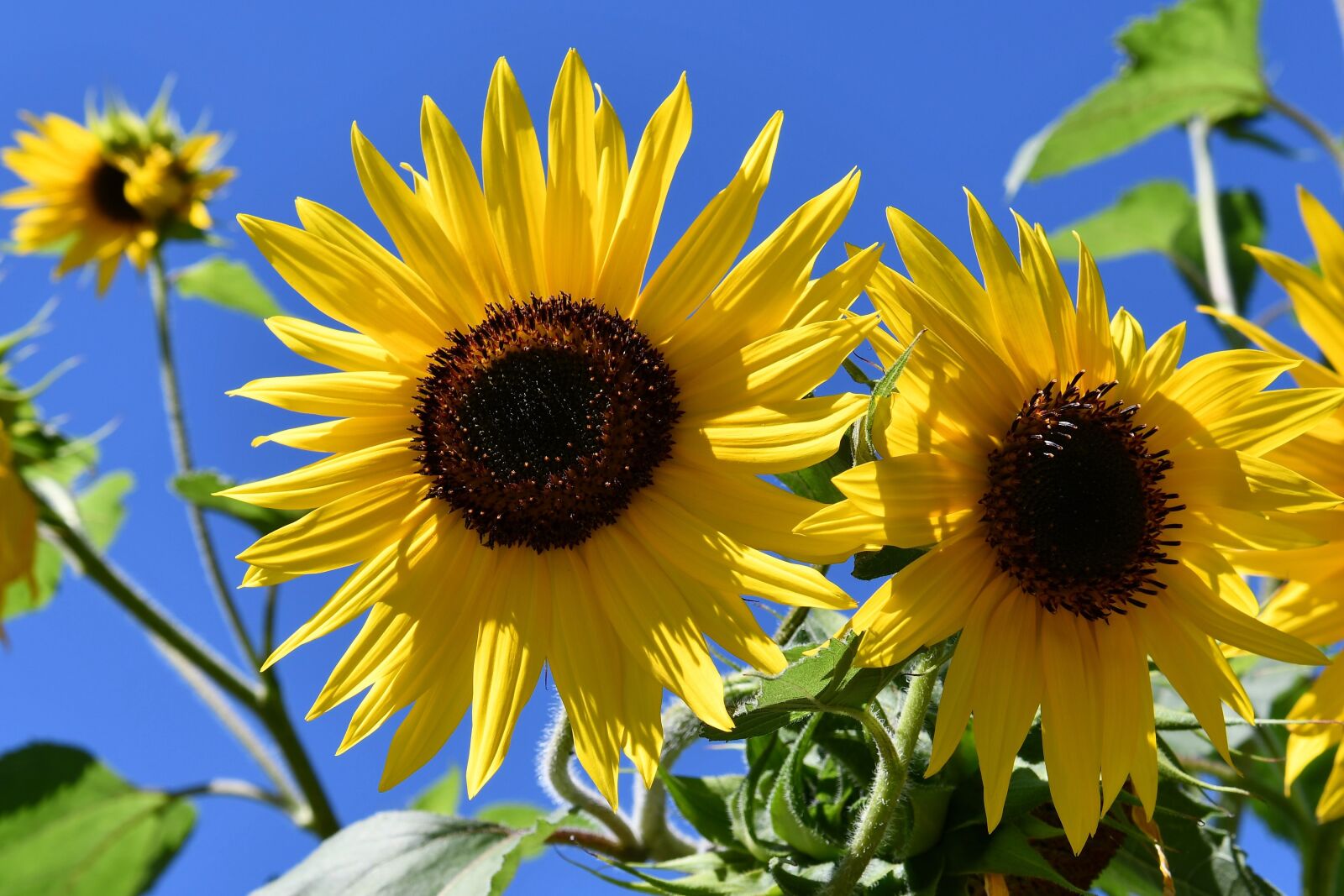 Nikon D7500 sample photo. Sunflower, yellow, bright photography