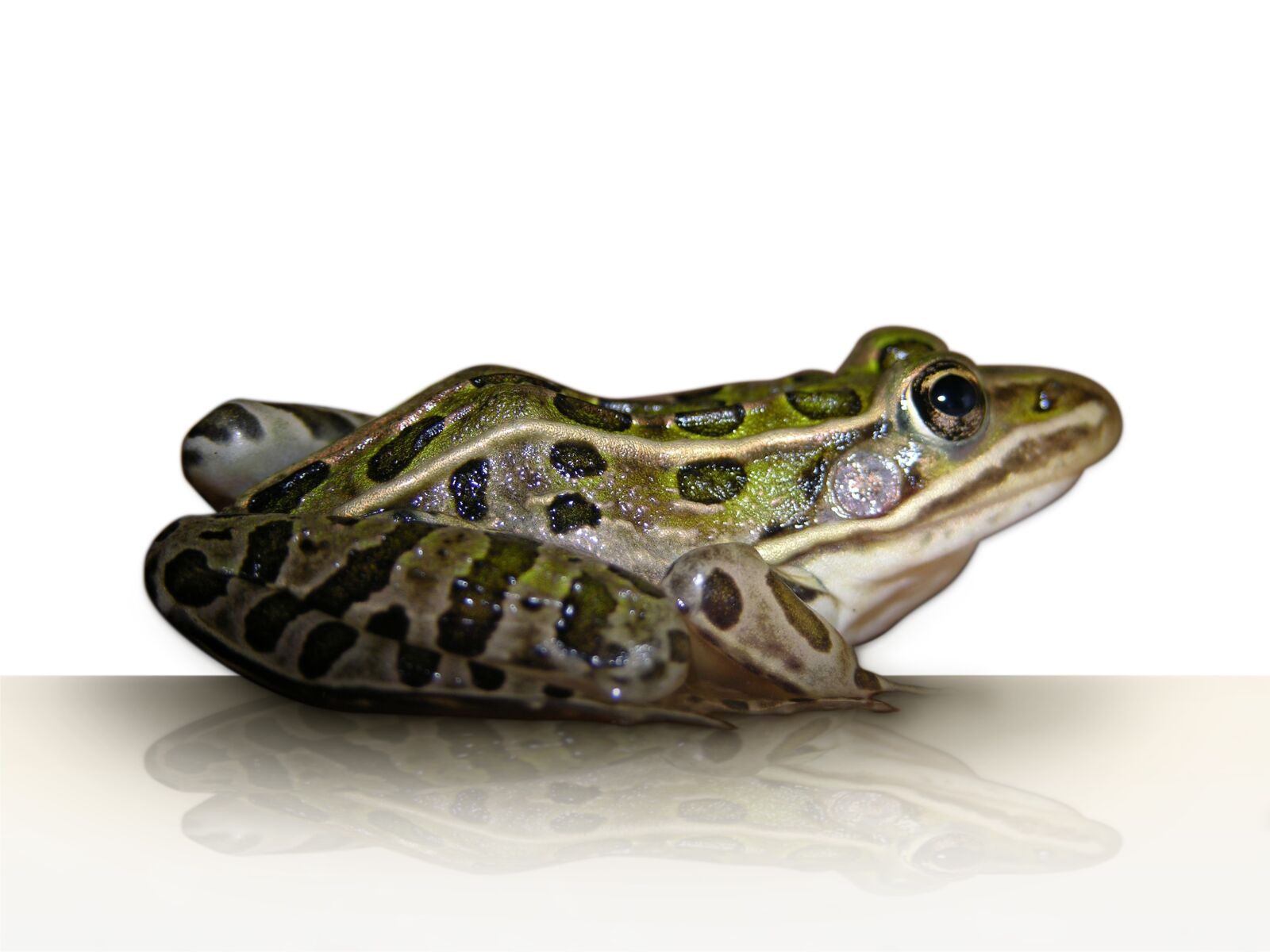 Nikon E8700 sample photo. Frog, leopard frog, amphibian photography