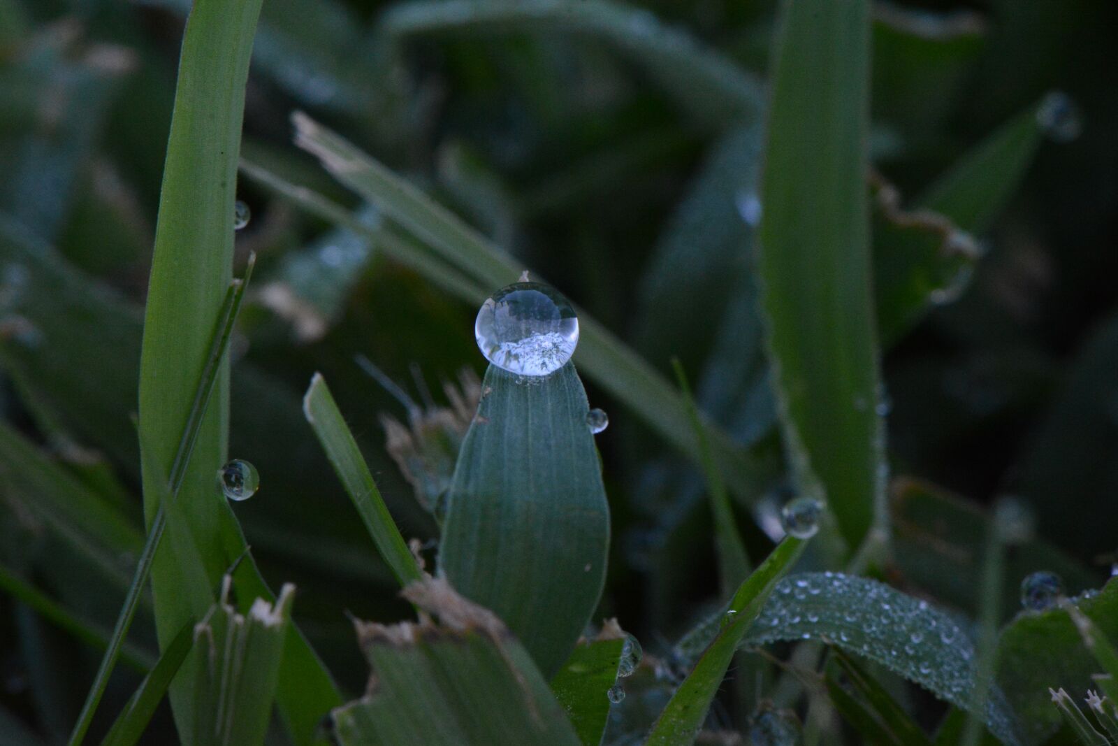 Nikon D7100 sample photo. Grass, leaves, dew photography