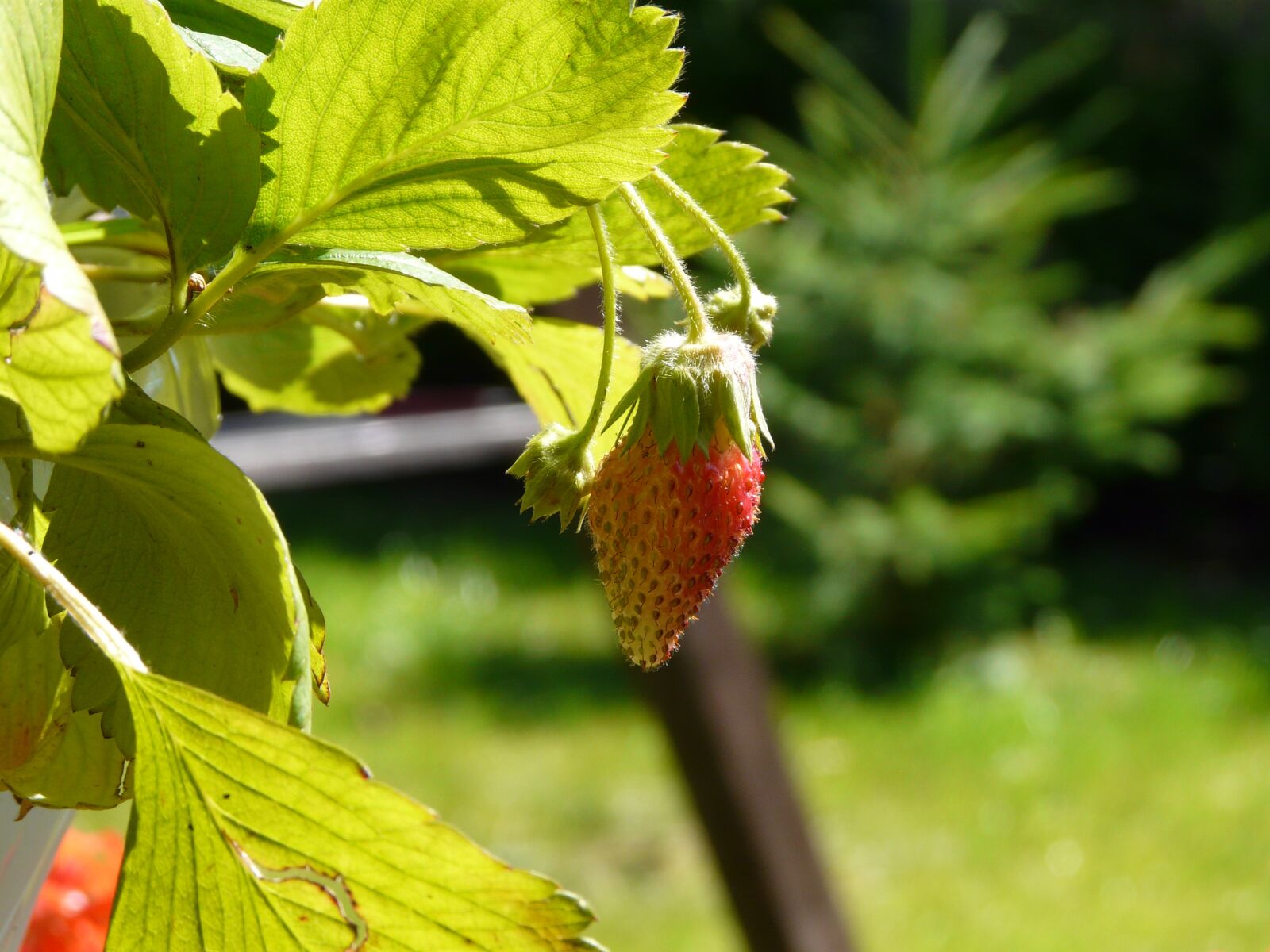 Panasonic DMC-FZ18 sample photo. Fragaria vesca, fruit, macro photography