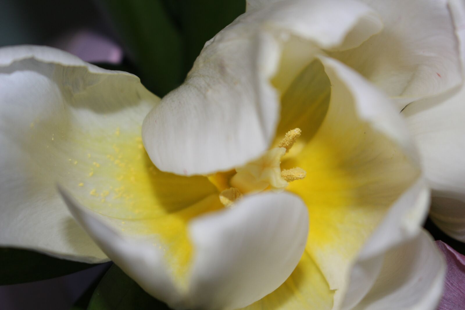 Canon EOS 100D (EOS Rebel SL1 / EOS Kiss X7) sample photo. Tulip, spring, plant photography